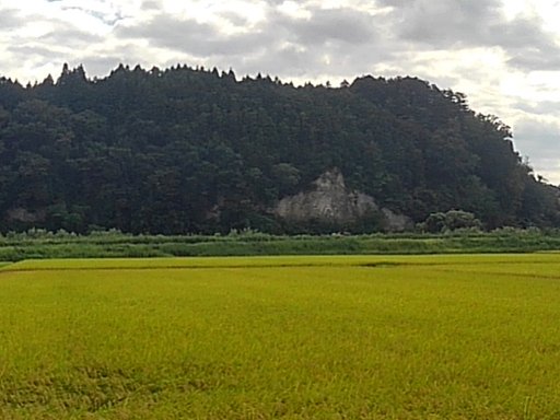 黄金色の水田と森のある岩山の共演