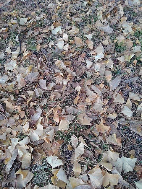 YELLOW CARPET