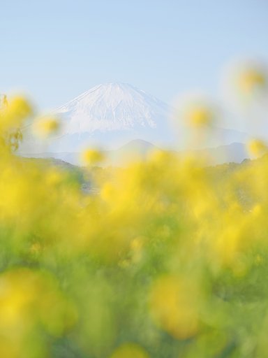春がふつふつと２