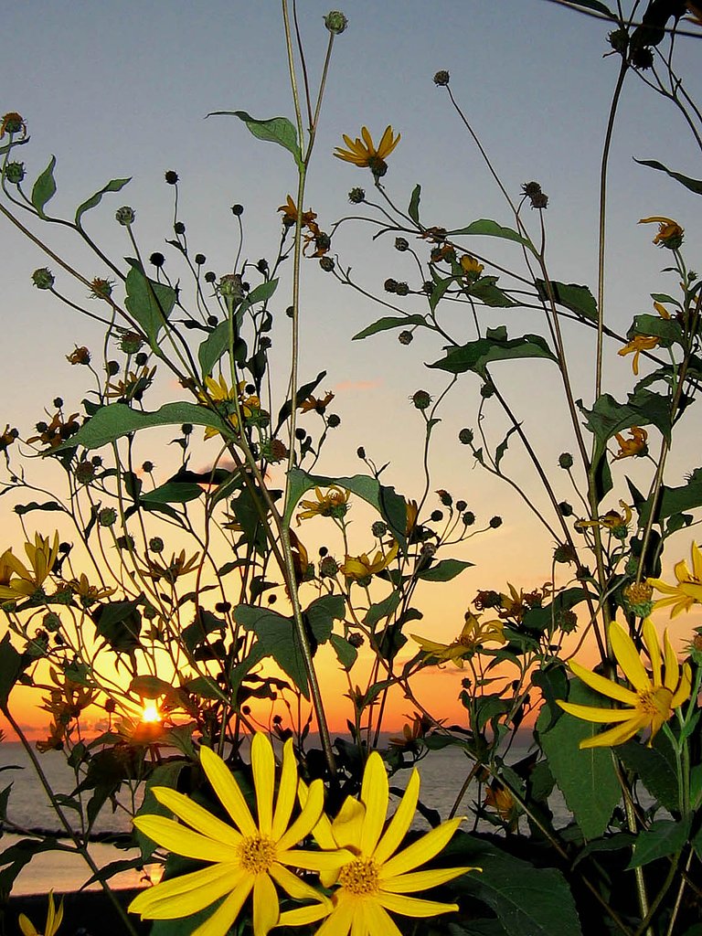 夕日を背に