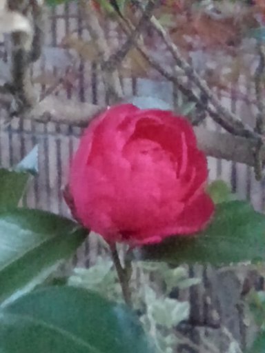 小さなサザンカの花がまた咲いた!!