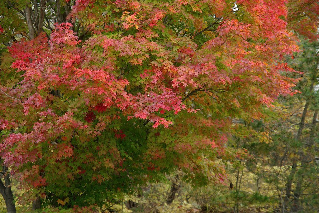 清里周辺での紅葉