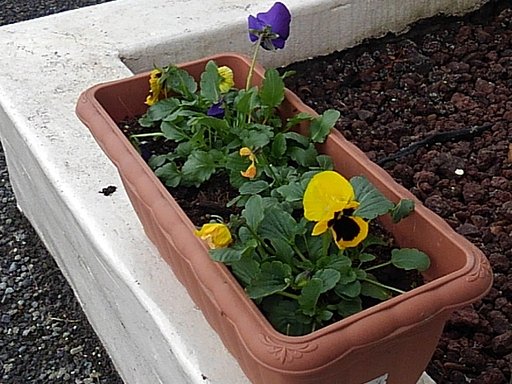 ココスの店の入口のパンジーの花