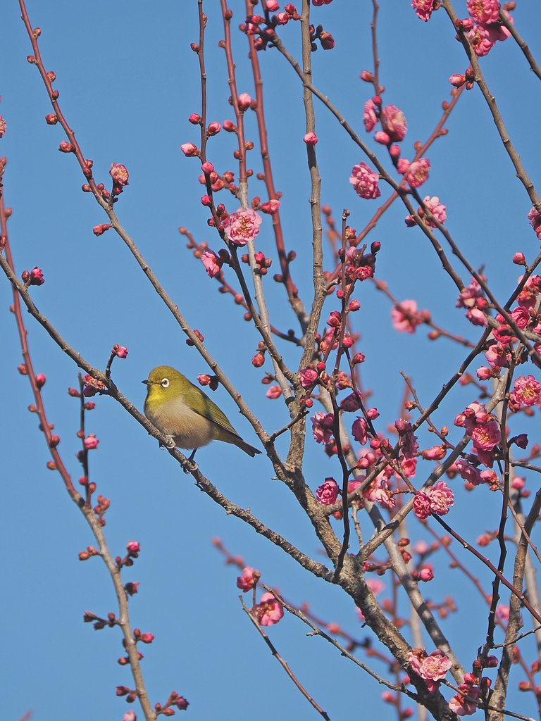 おすましウメジロー