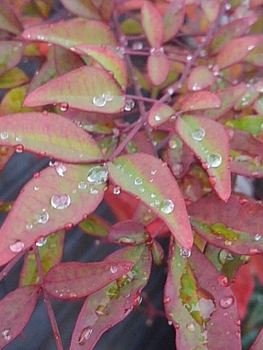 南天の葉の上の雫（撮影日は1/13）