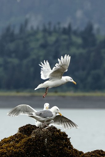 ワシカモメ（Glaucous-winged Gull）