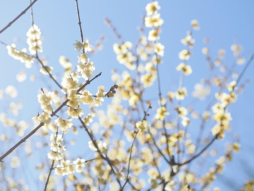 新春の灯り
