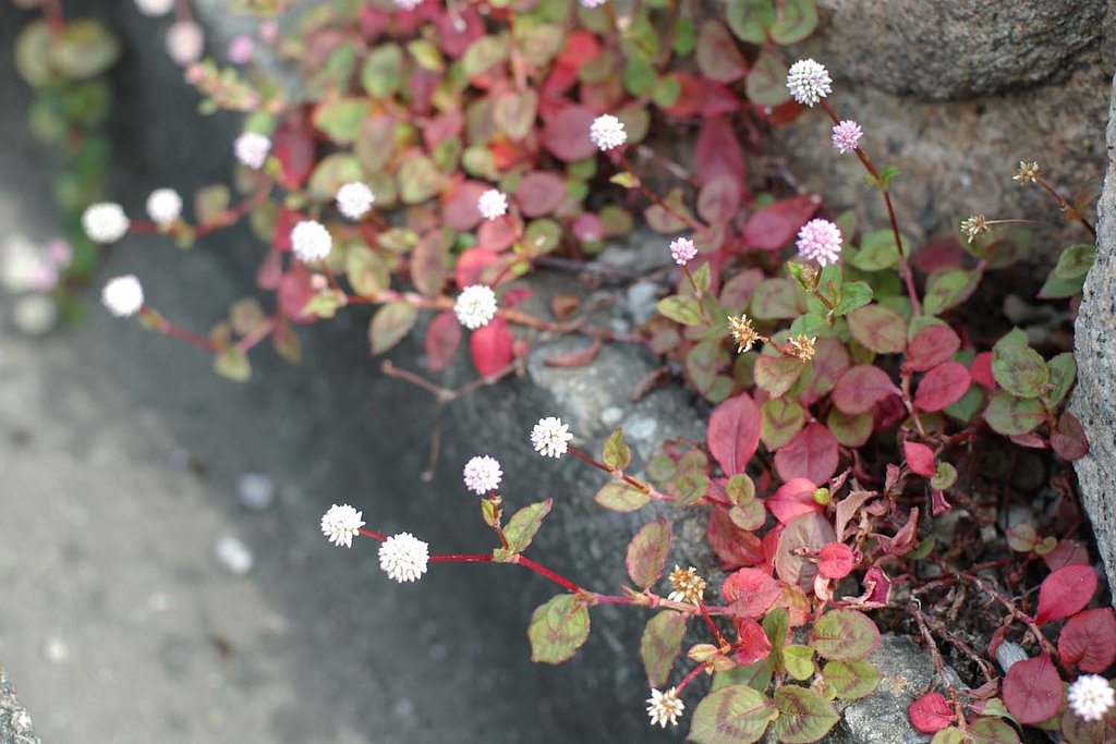 草花の秋