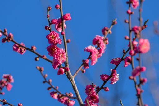 近所の紅梅
