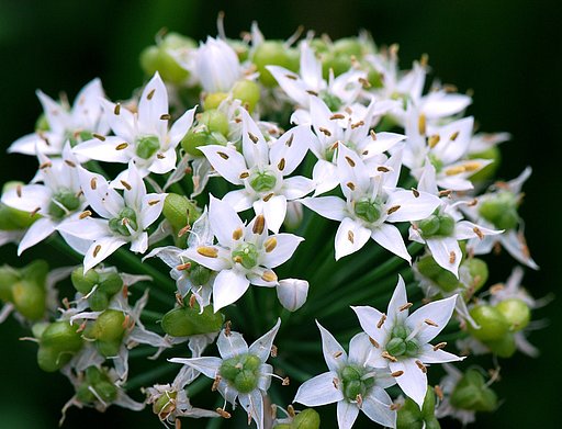 ニラの花
