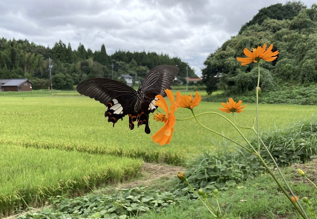 モンキアゲハ