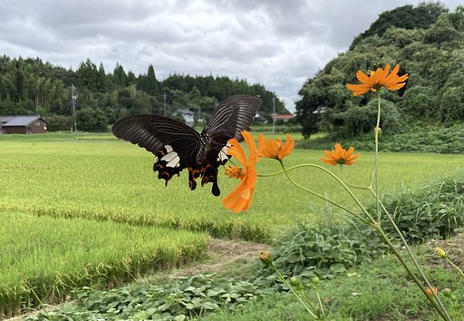 モンキアゲハ