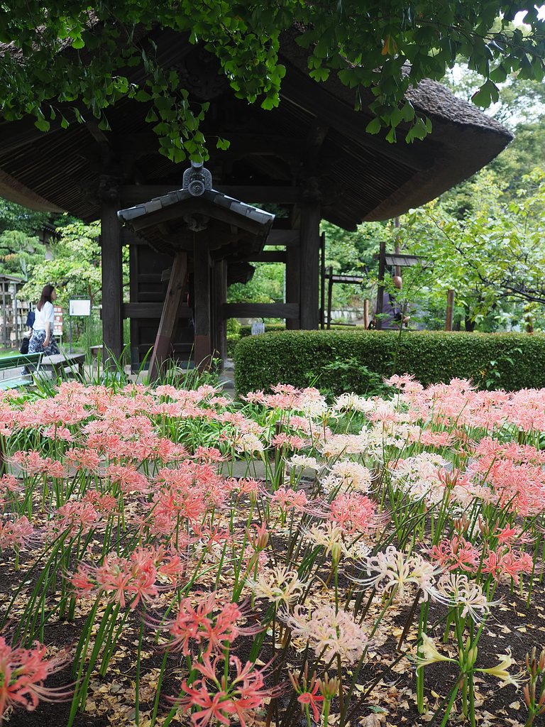 彼岸の花～西方寺～