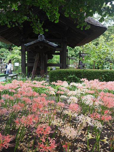 彼岸の花～西方寺～