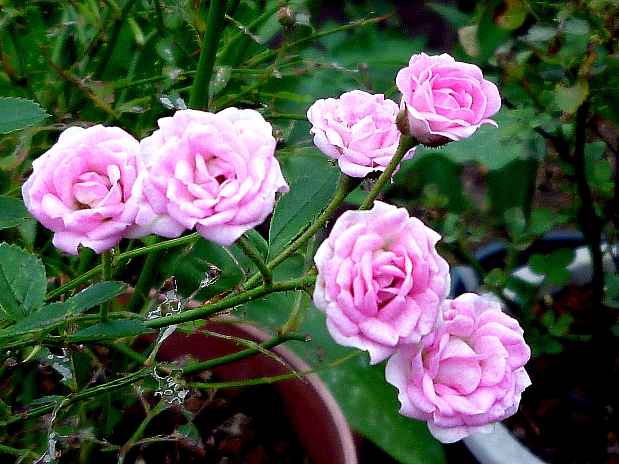 古いコンデジで花を撮りました。　２