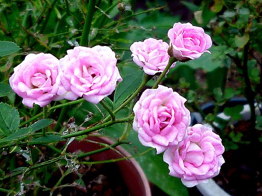古いコンデジで花を撮りました。　２