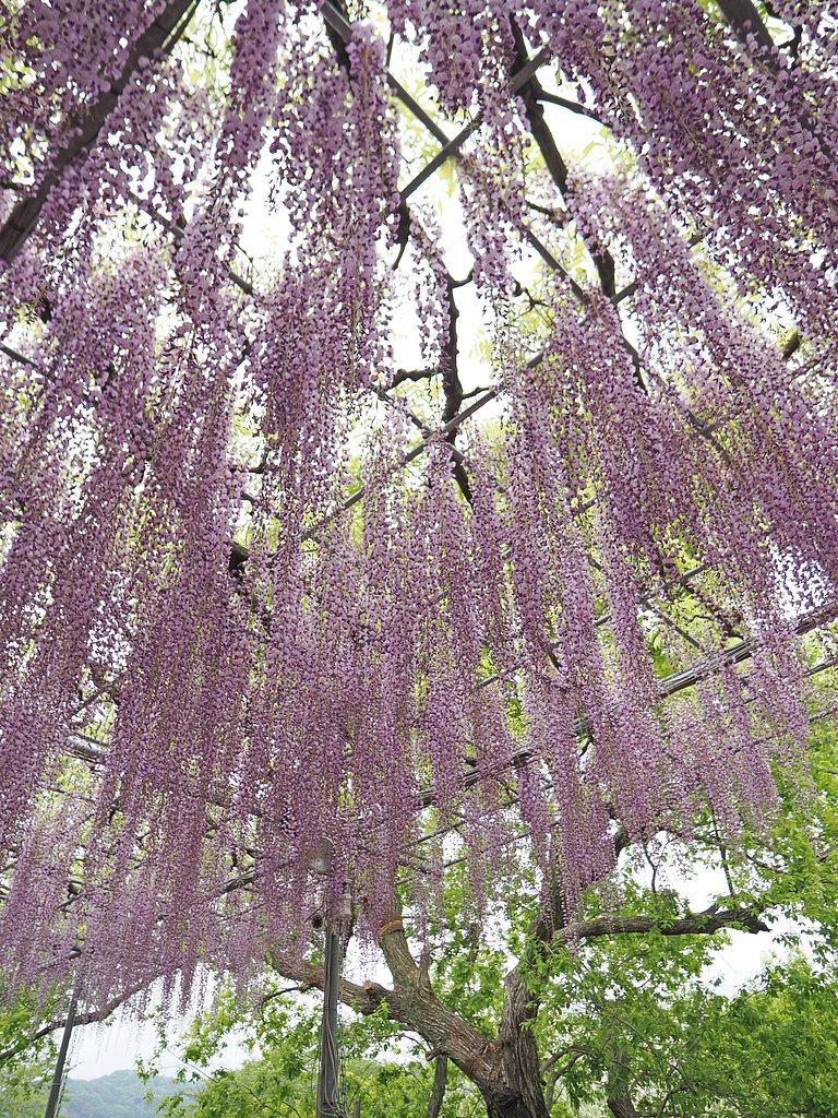 一世紀半前からの記憶