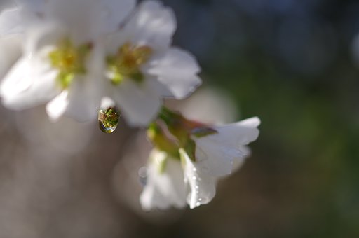 雫