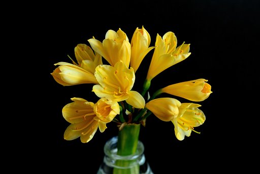 黄花の君子蘭