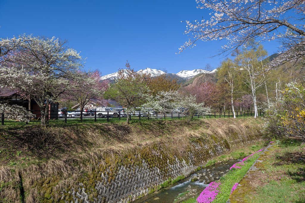 高原の春
