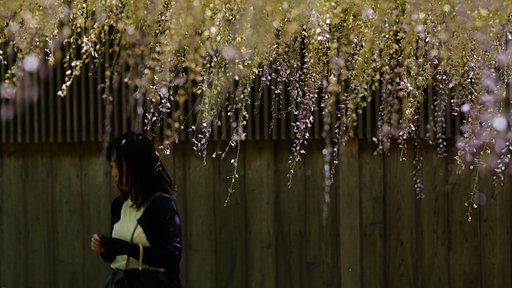 名残の藤