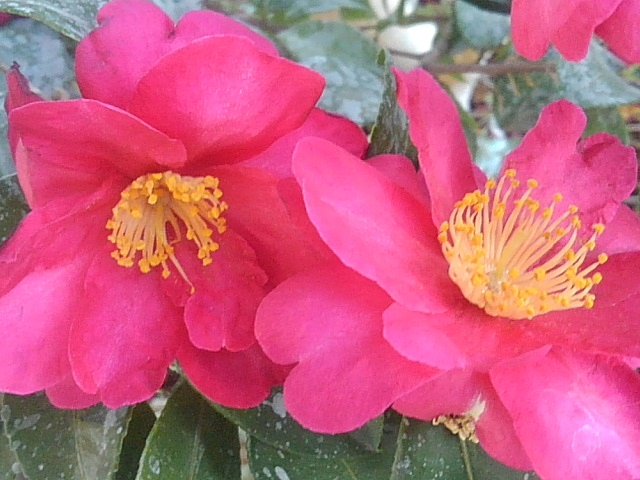 街路樹のサザンカの花（2/17に撮影）