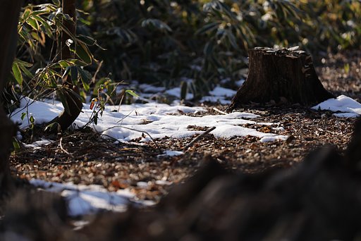 名残り雪