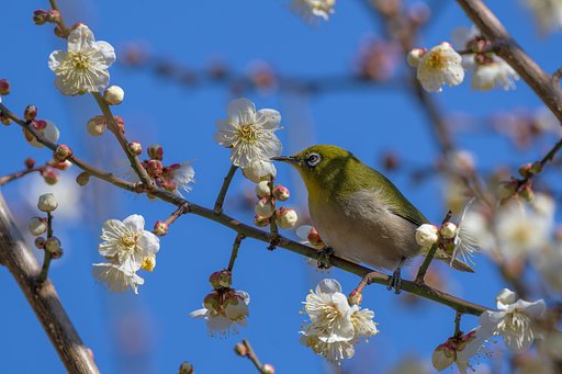 白ウメジロー