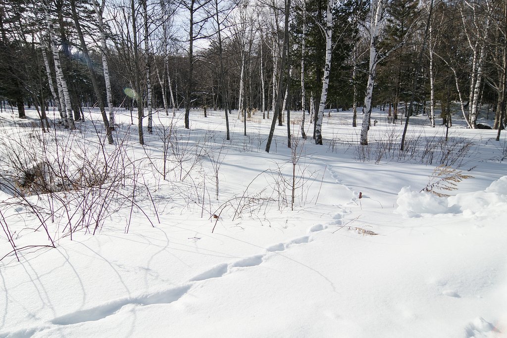 雪上の足跡Ⅱ