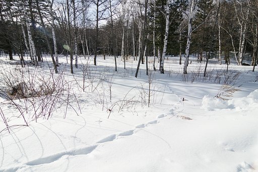 雪上の足跡Ⅱ