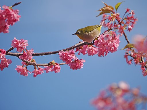 河津メジロまつりーその１