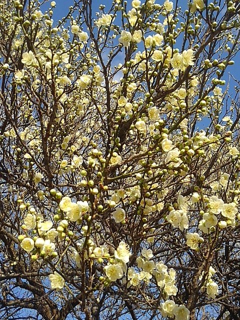 梅の花の集まり