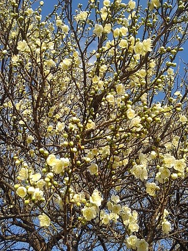 梅の花の集まり