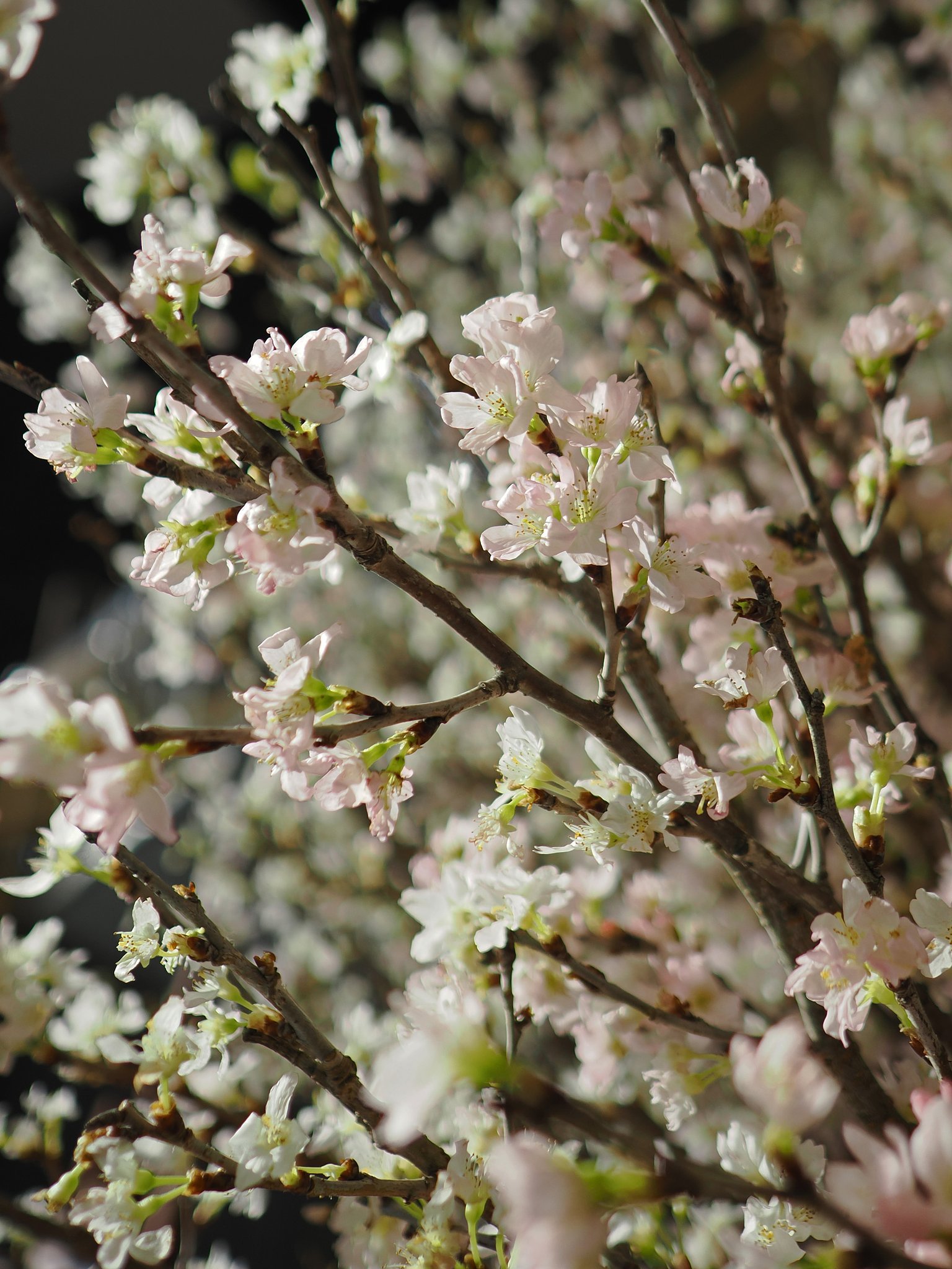 啓翁桜