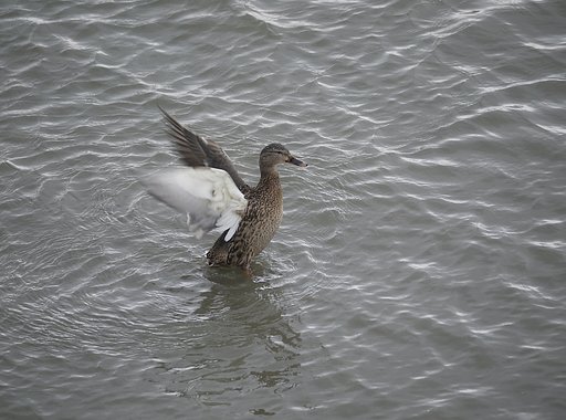 マガモ　♀