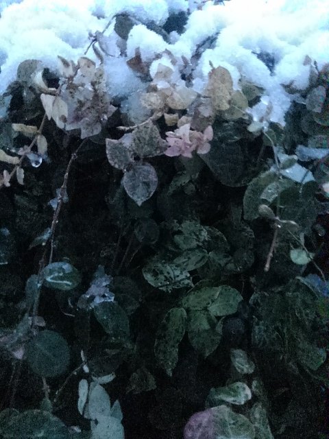 小さな葉と積もった3月の雪