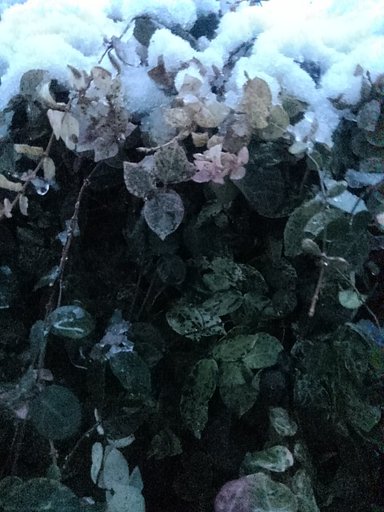 小さな葉と積もった3月の雪