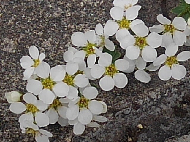 庭で咲き始めたユキヤナギの花