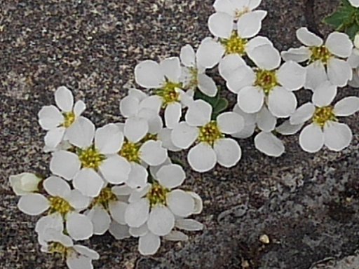 庭で咲き始めたユキヤナギの花