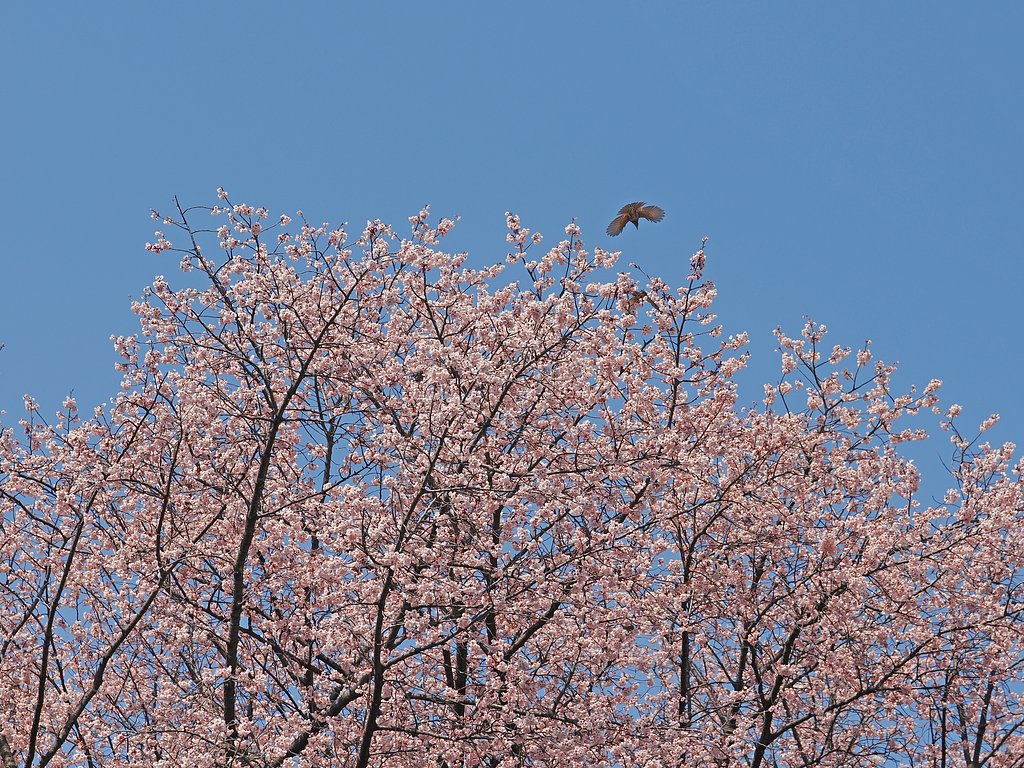 春の舞