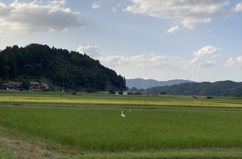 コウノトリ