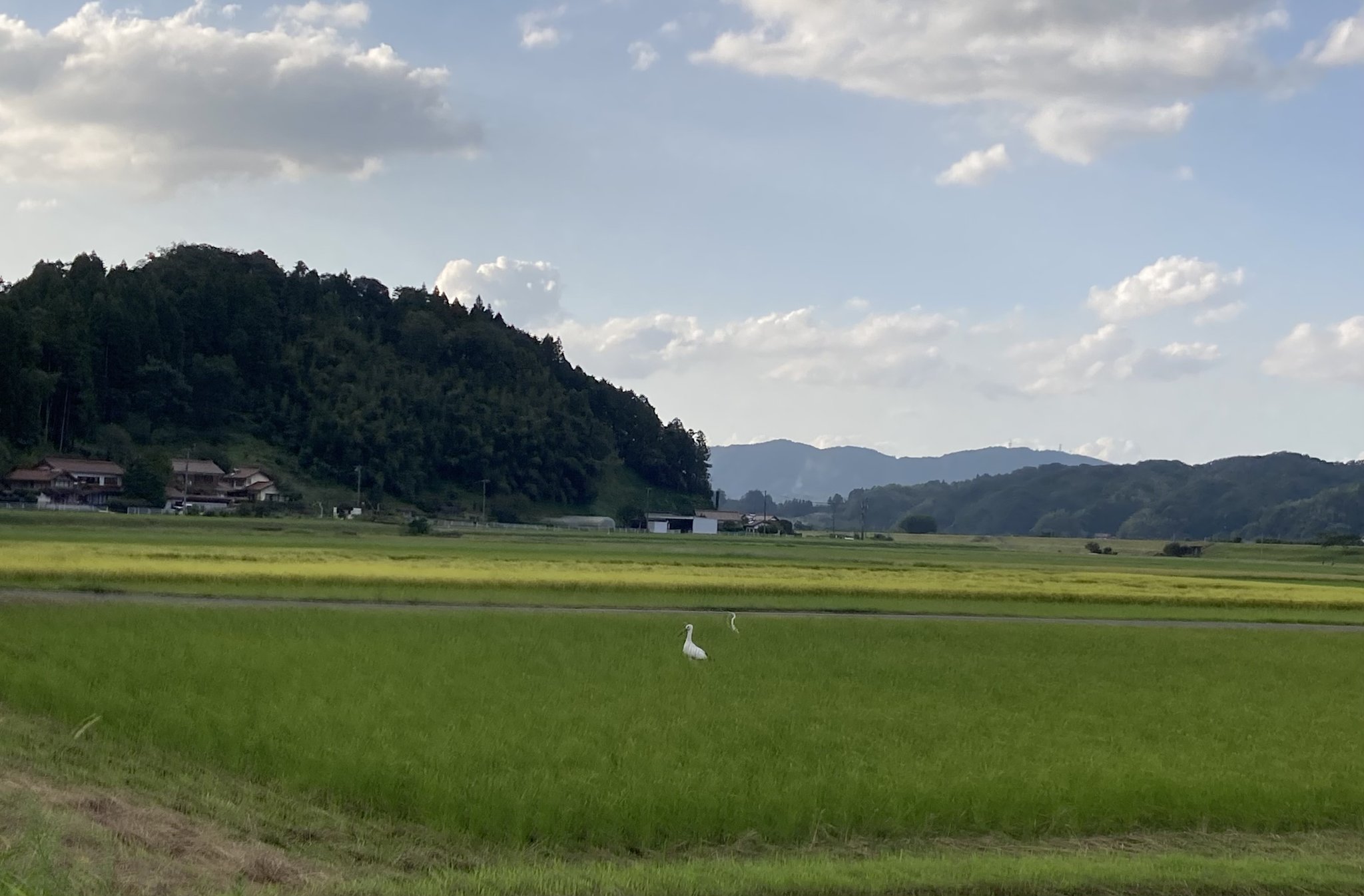 コウノトリ