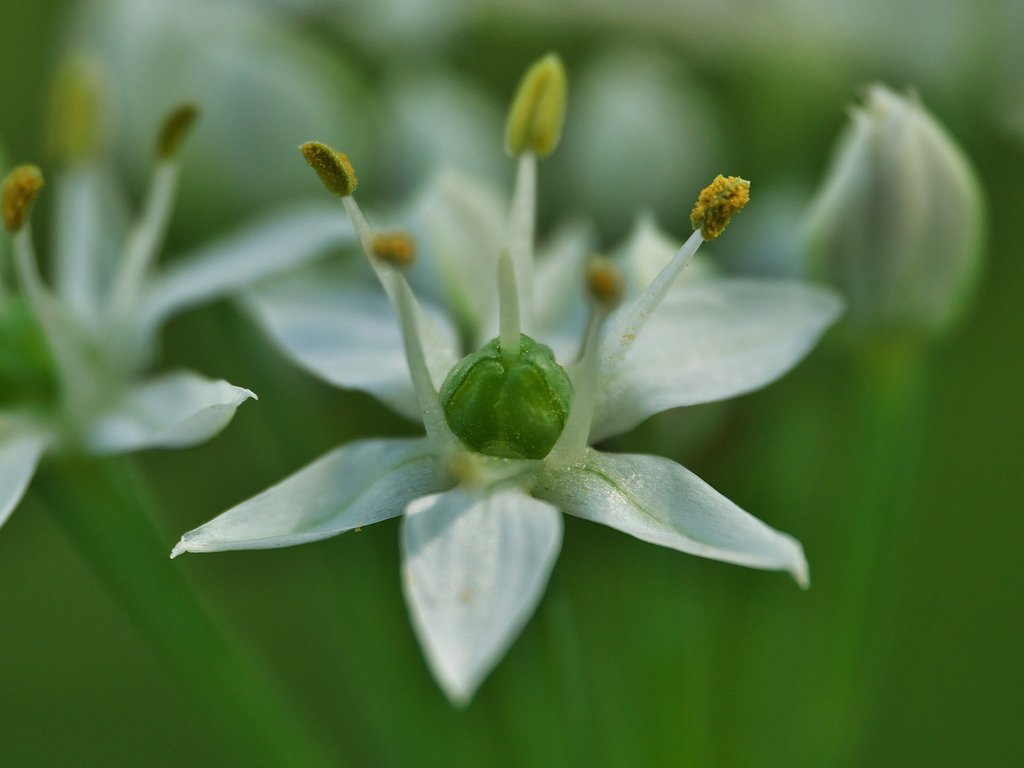 韮の花