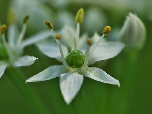 韮の花