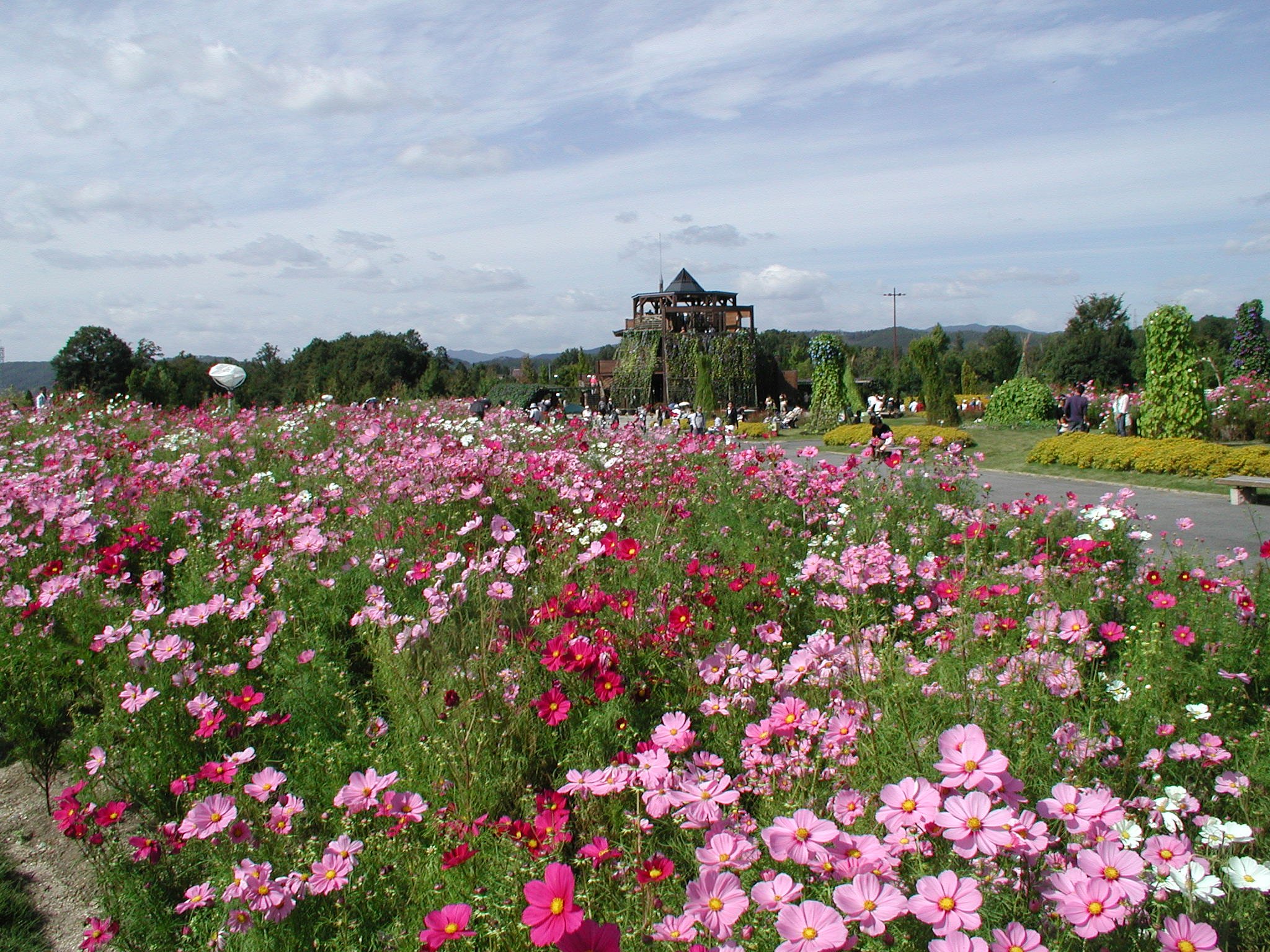 国営備北丘陵公園のコスモス♪