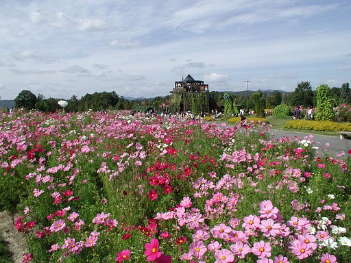 国営備北丘陵公園のコスモス♪