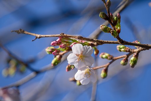 開花宣言