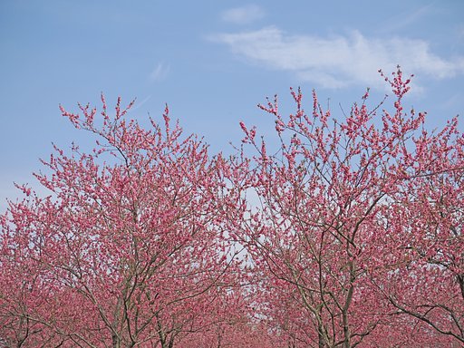 「桃まつり」にて３