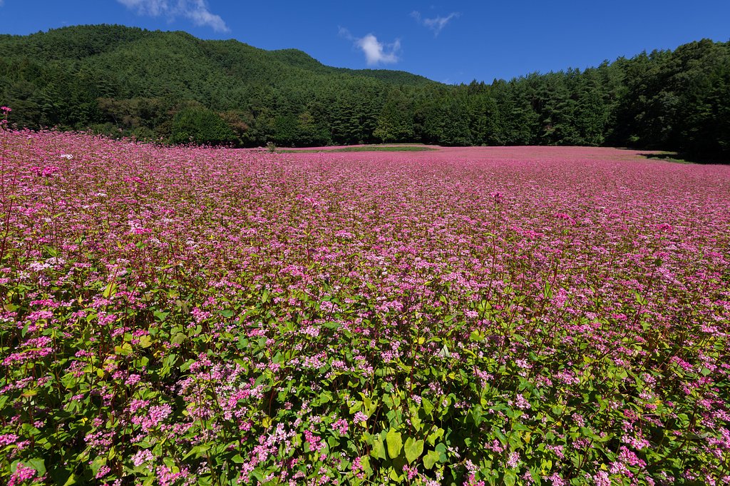 広がるピンク