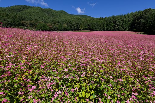 広がるピンク